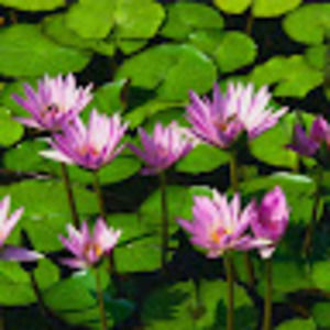 Meet your Posher, Marion